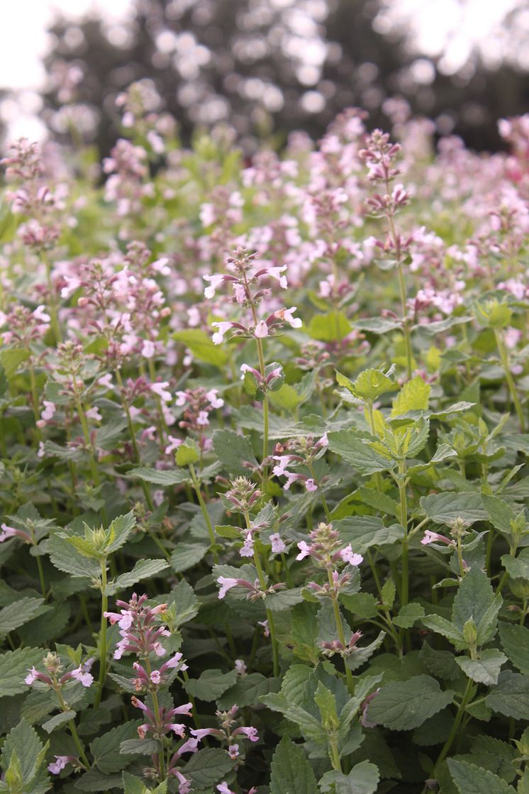 Blånepeta, Nepeta grandiflora 'Dawn to Dusk'. Vårnyhet 2014, Blomsterlandet