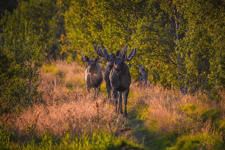 elg_©Jens_Birkeland_Vesterålen_Tours