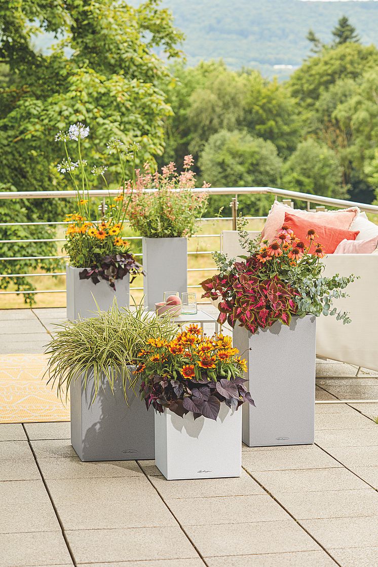 Buntes Pflanzenparadies auf Ihrer Sommerterrasse