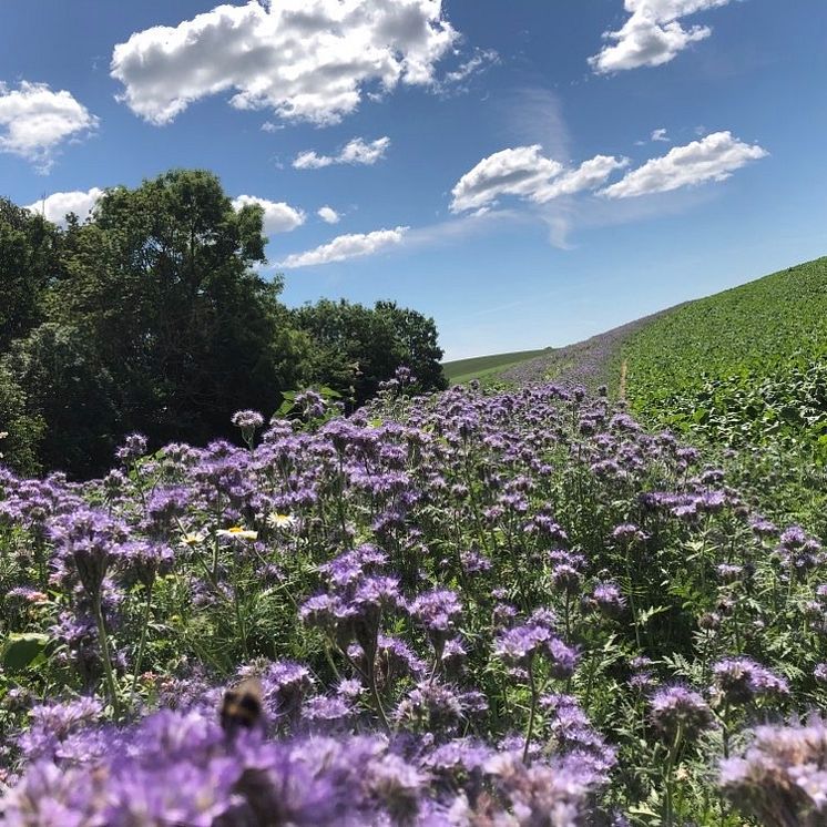 Hela Skåne Blommar 1