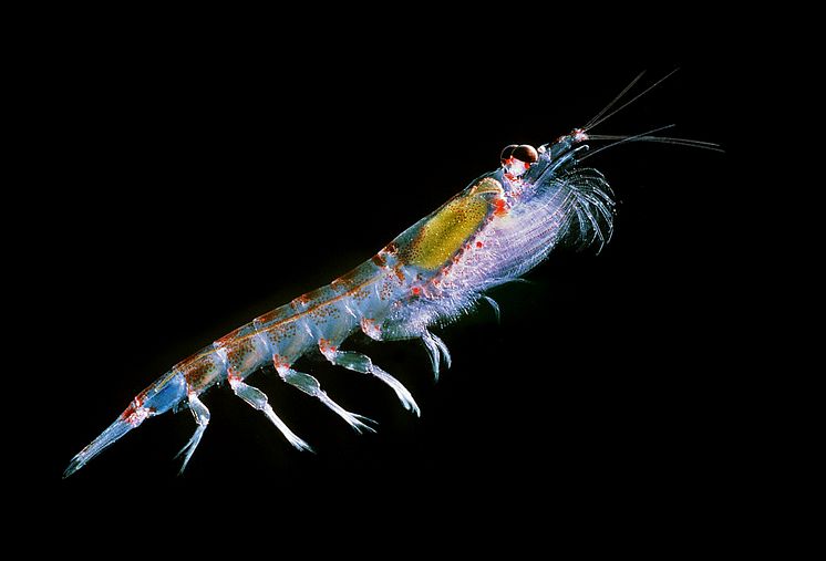 Antarctic_krill_(Euphausia_superba)