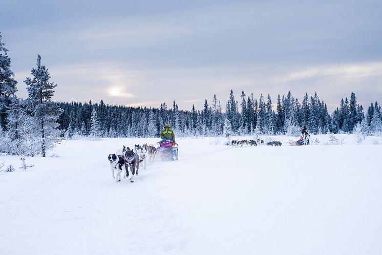 Hundeslede-eventyr