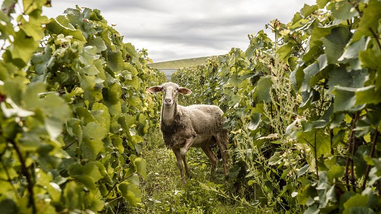 Billecart Salmon_Clos Saint Hilaire_mouton