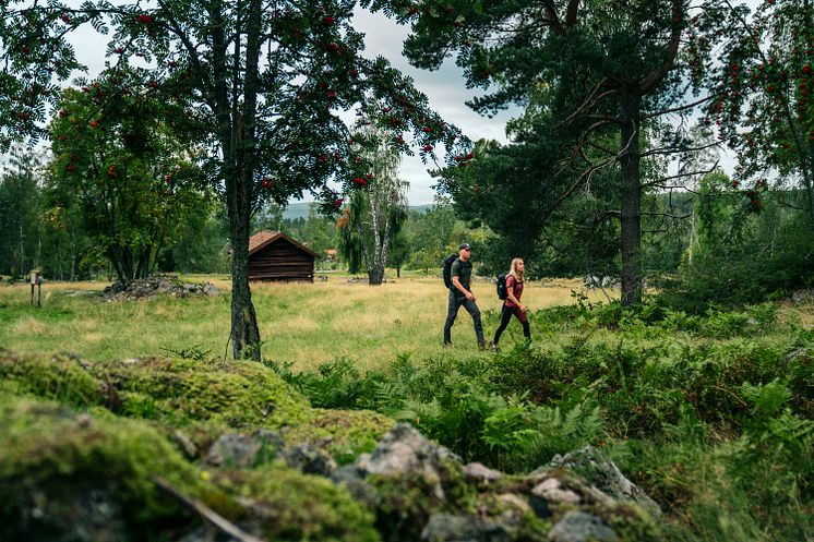 HikingForest_fotoErikKilstrom_VisitDalarna