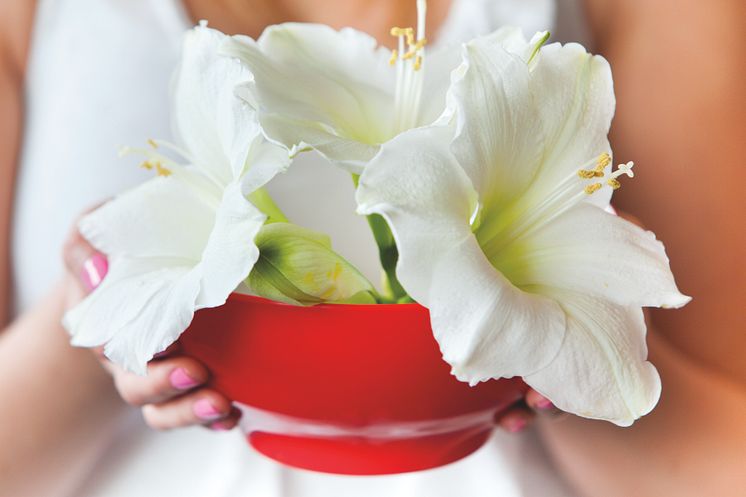 Amaryllis till alla hjärtans dag.