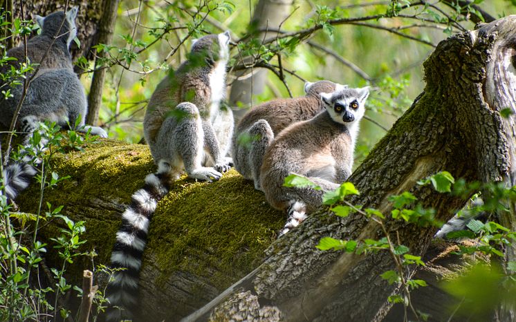 Ein toller Ausflug für kleine und große Tierfans