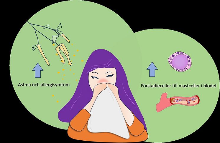 Förstadier till mastceller vid björkpollensäsong