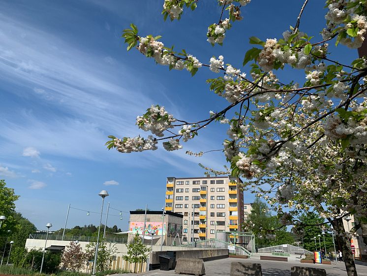 En av Botkyrkabyggens hus och utemiljöer  i Fittja