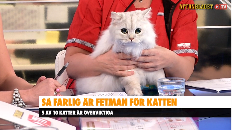 övervikt katt