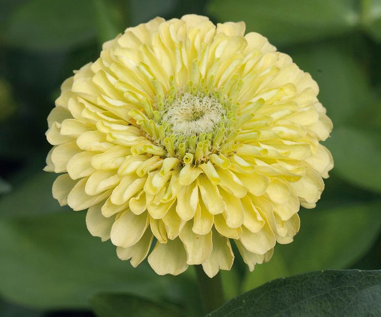 Zinnia 'Isabellina'_638623377956107497-ZS.jpg