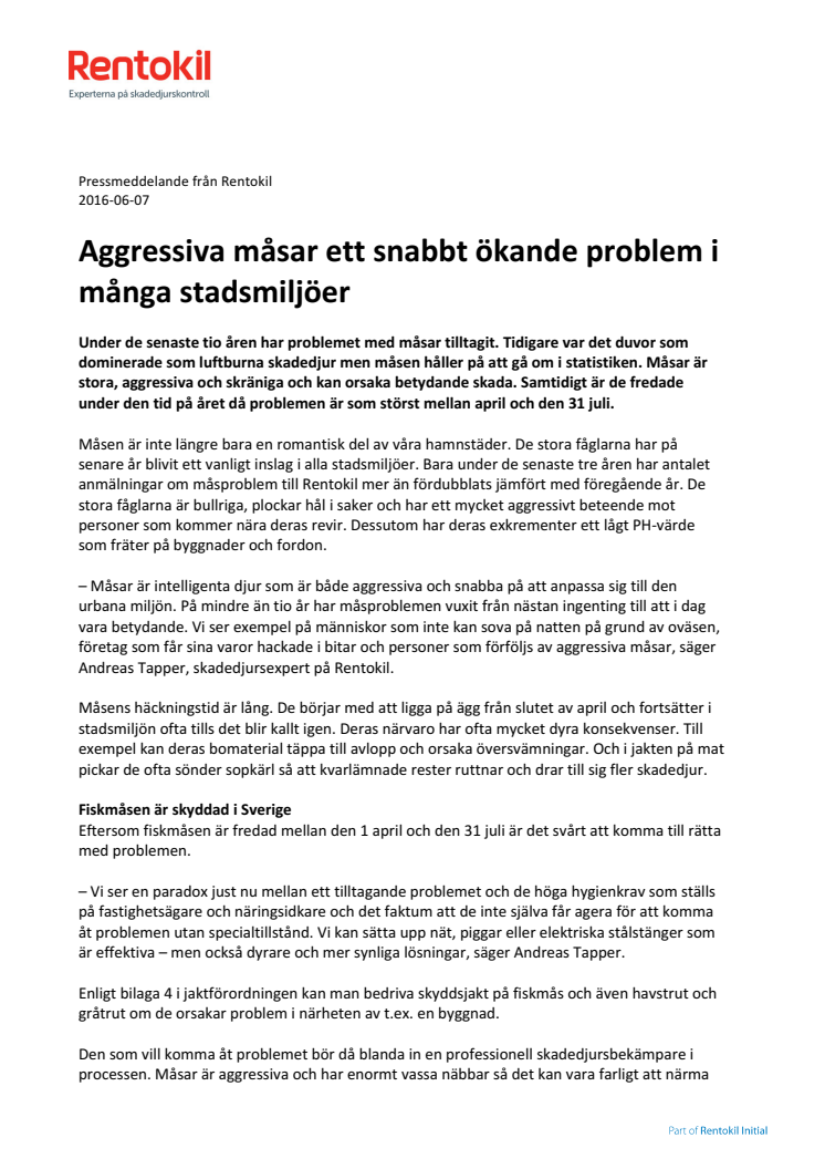 ​Aggressiva måsar ett snabbt ökande problem i många stadsmiljöer