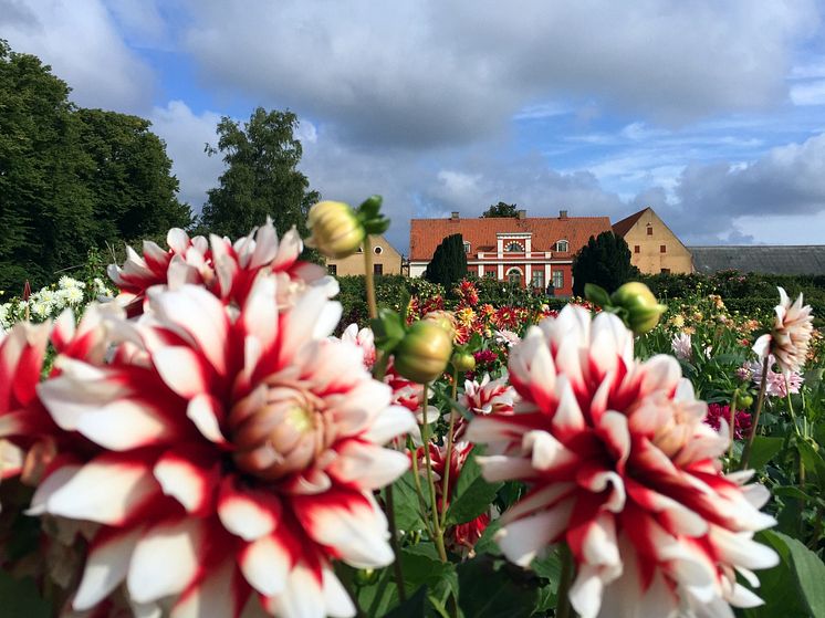 Katrinetorp Landeri, huvudbyggnaden med dahlior