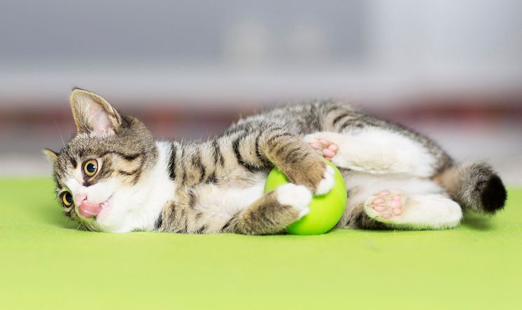 Katt med boll