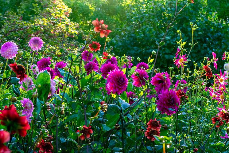 Dahlior sommarblommande knölväxter Blomsterlandet 2023