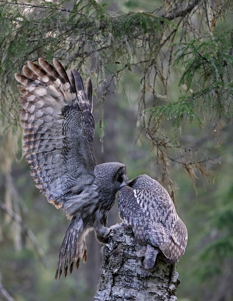 EOS 90D_MARKUS_VARESVUO_SAMPLE_Great Grey Owl Kuhmo_1081[1]