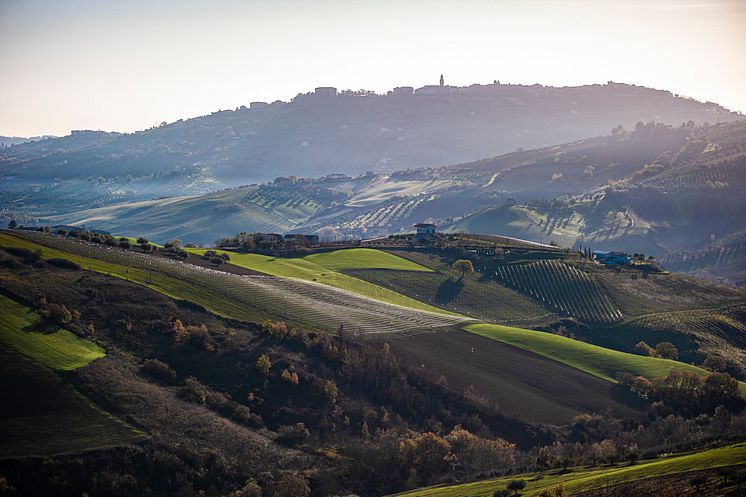 Cirelli Vineyards_org