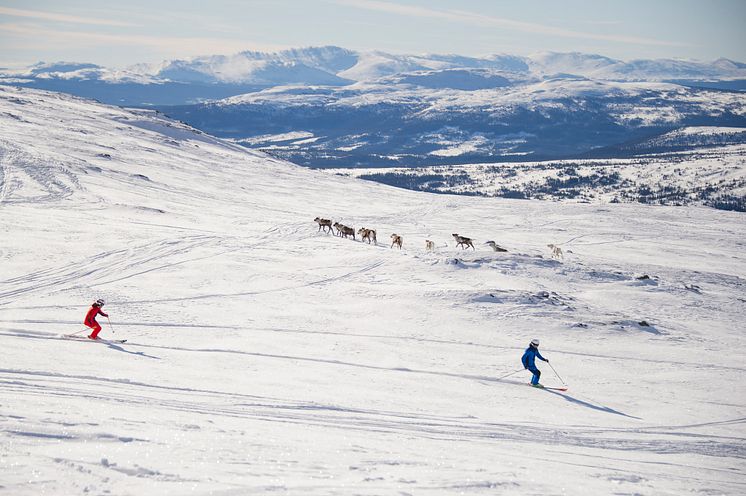 Åre skiing with reindeers