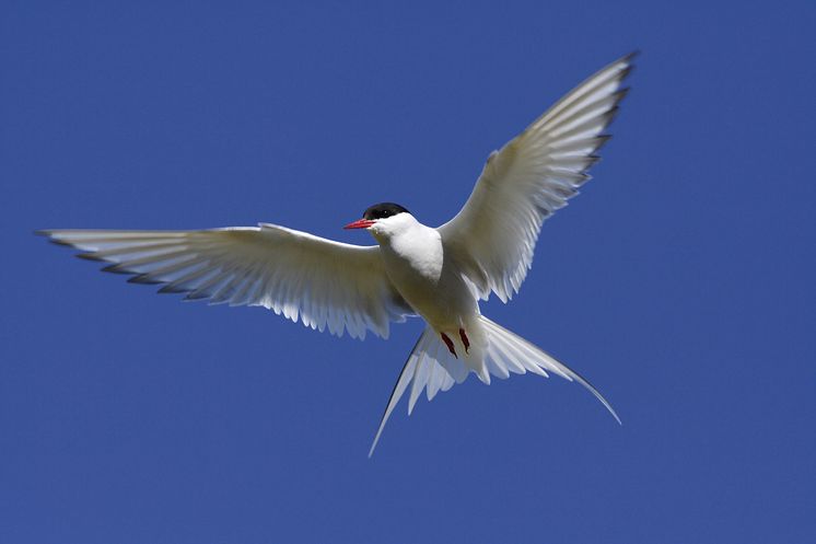 shutterstock_16049941.PetrP.jpg