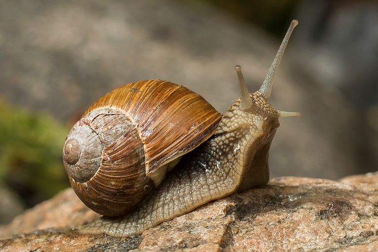 Vinbergssnäcka_Helix_pomatia_Foto_ Jonas_Roth