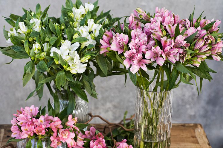 Alstromeria_T2018_0831