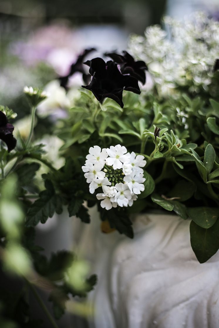 Trädgårdsverbena och mörk petunia