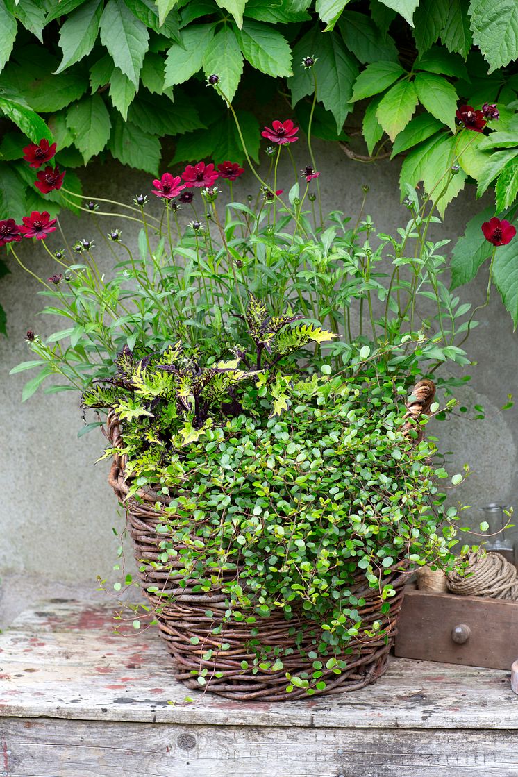 HR3_Chokladskära Plectranthus Muehlenbeckia