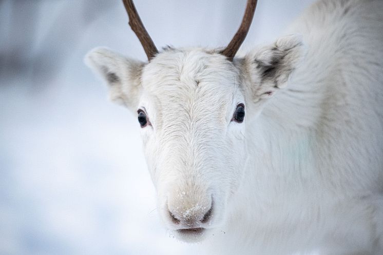 Reindeer - Culinary Ambassador.jpeg