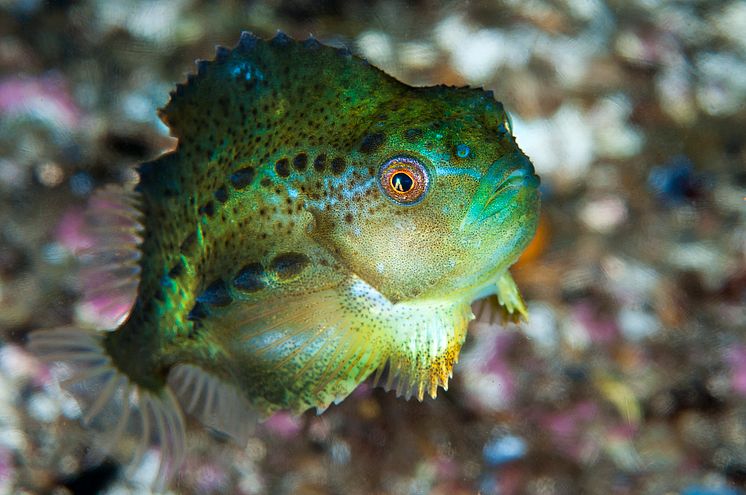 Cyclopterus_lumpus_10-02-2012__5_