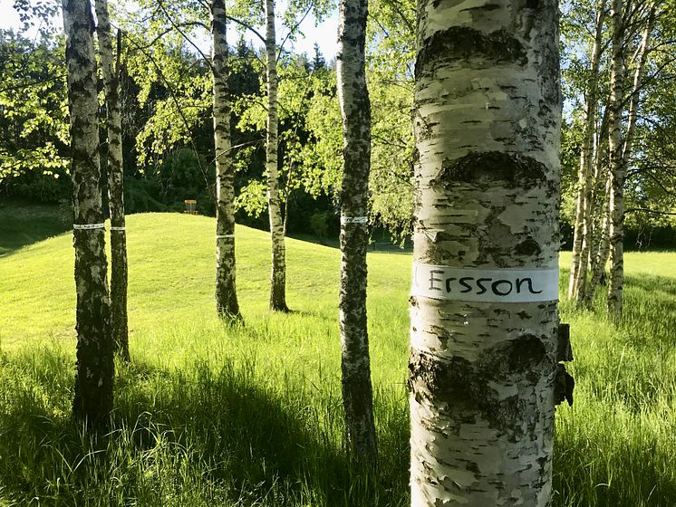 Adopterade träd i Järva DiscGolfPark