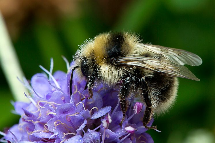 Bombus semenoviellus 2018-08-24_Krister Hall