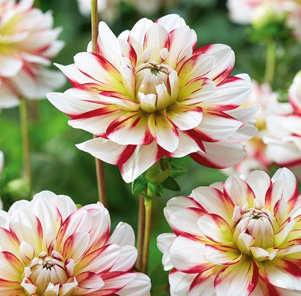 Dekorativdahlia 'Short Track' Blomsterlandet 2023