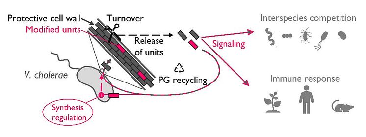 Illustration Peptidoglykan.jpg