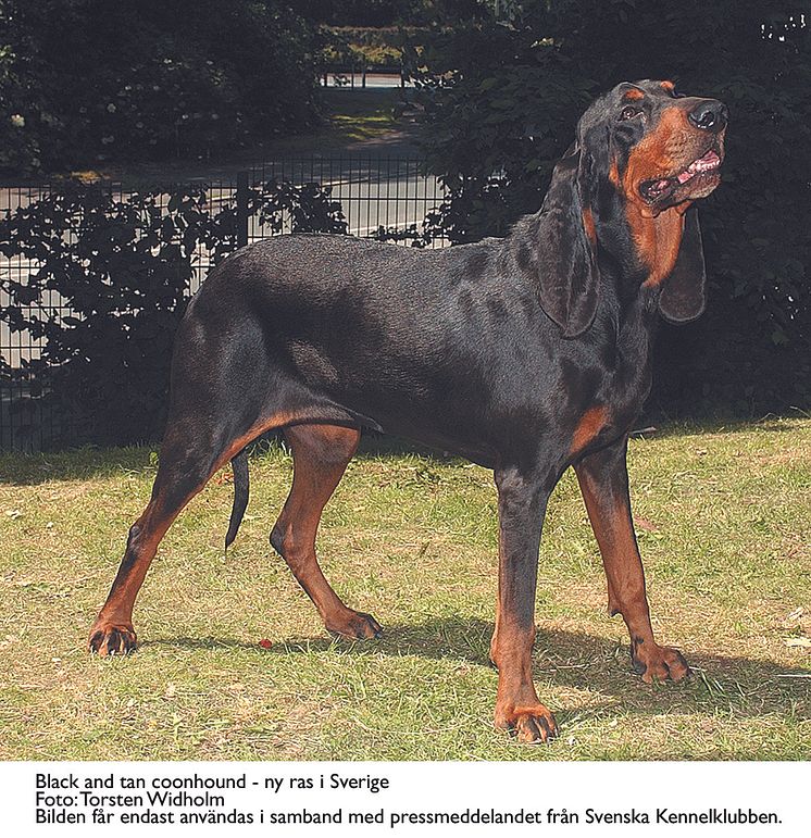 Ny ras i Sverige - Black and tan coonhound