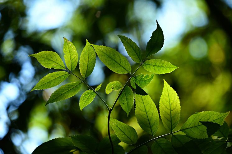 Habo_Sustanability and environment
