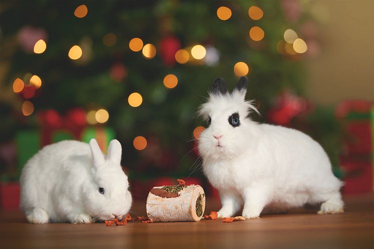 Tiere sind kein Weihnachtsgeschenk