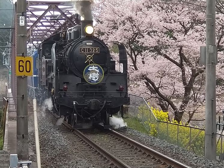 SL Taiju in Spring