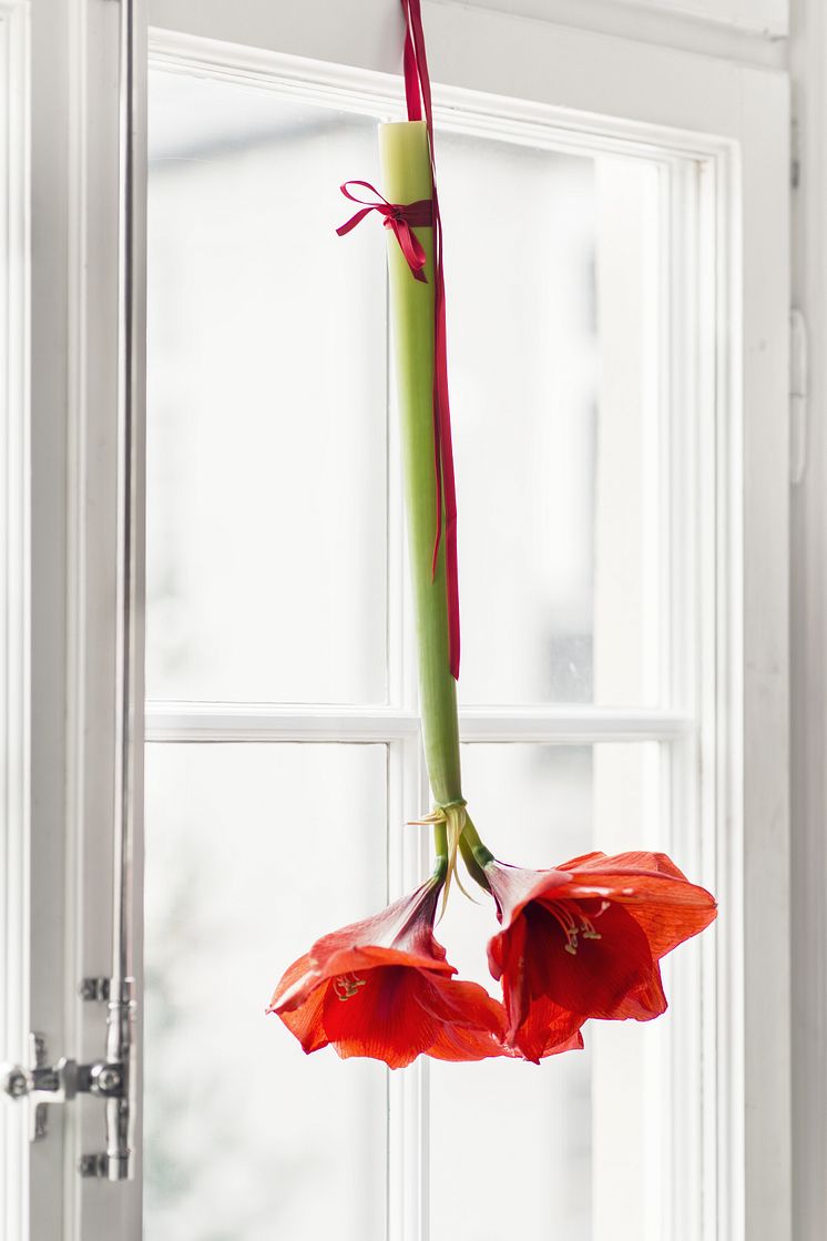 Plantagen_Amaryllis_hanga