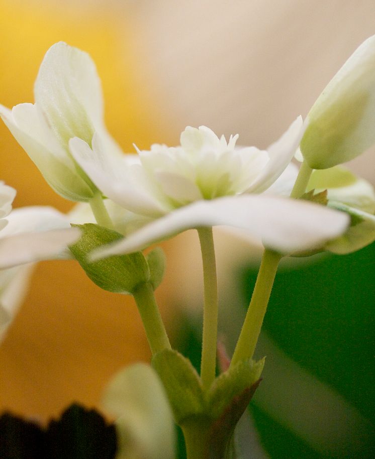 Begonia närbild