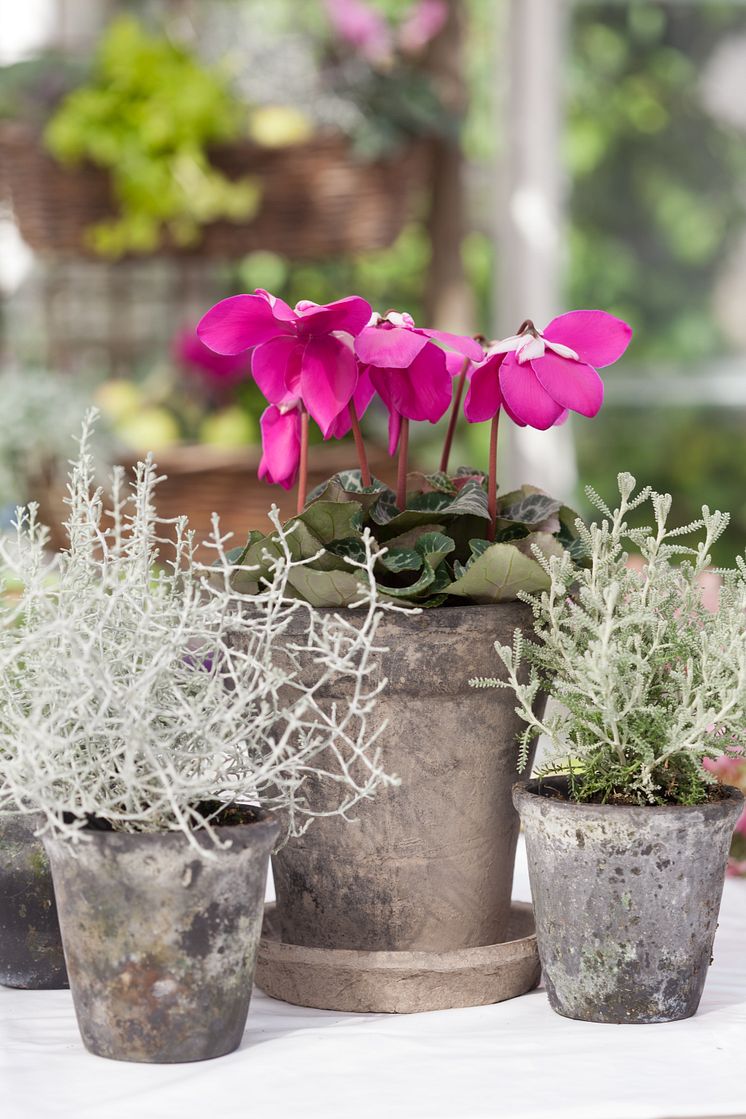 Lila paraplycyklamen, Cyclamen persicum ’Purple Fleur en Vogue´ passar fint tillsammans med silverfärgade växter. 