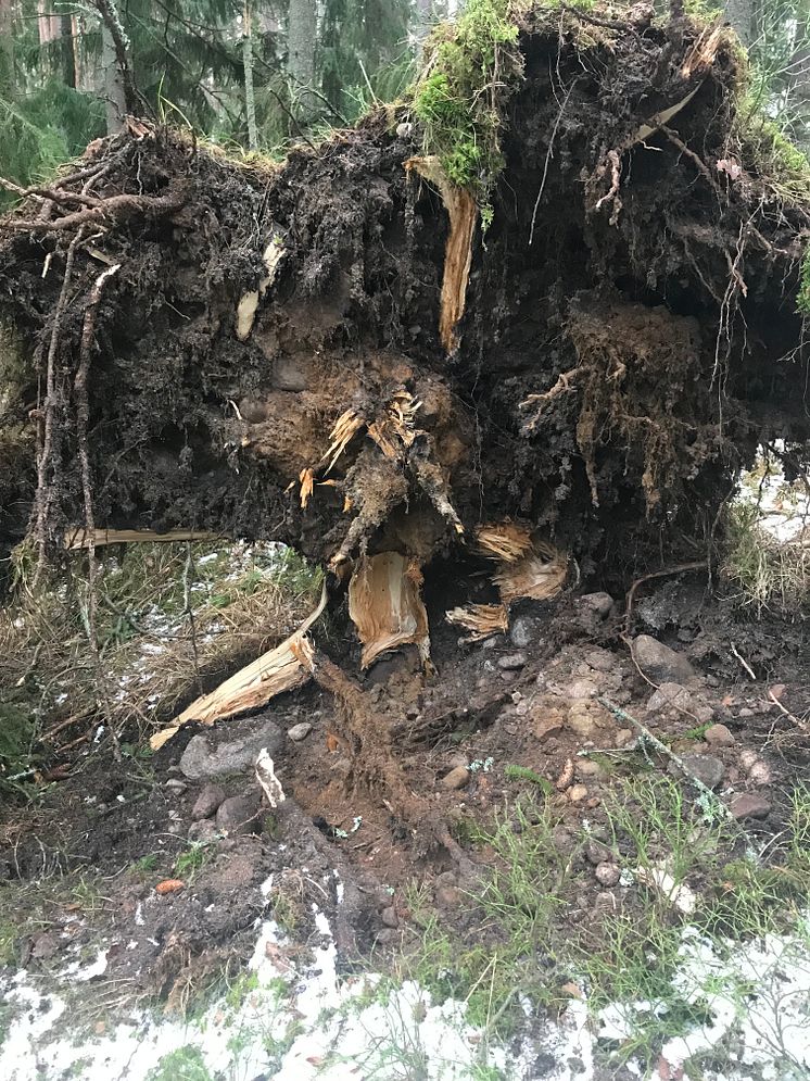 Rotvälta stormfälld skog