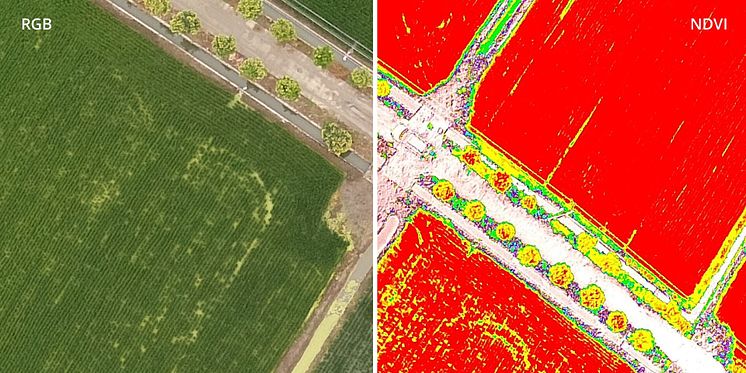 P4 Multispectral RGB v NDVI