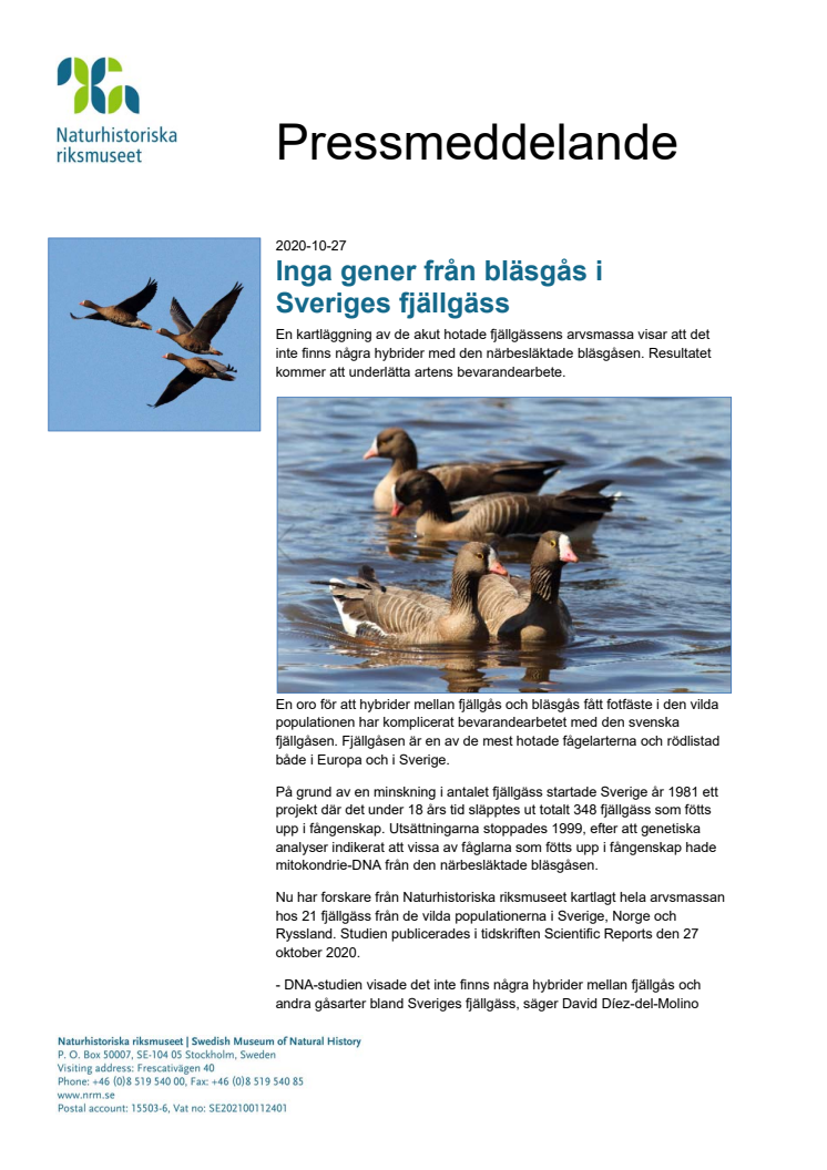 Inga gener från bläsgås i Sveriges fjällgäss