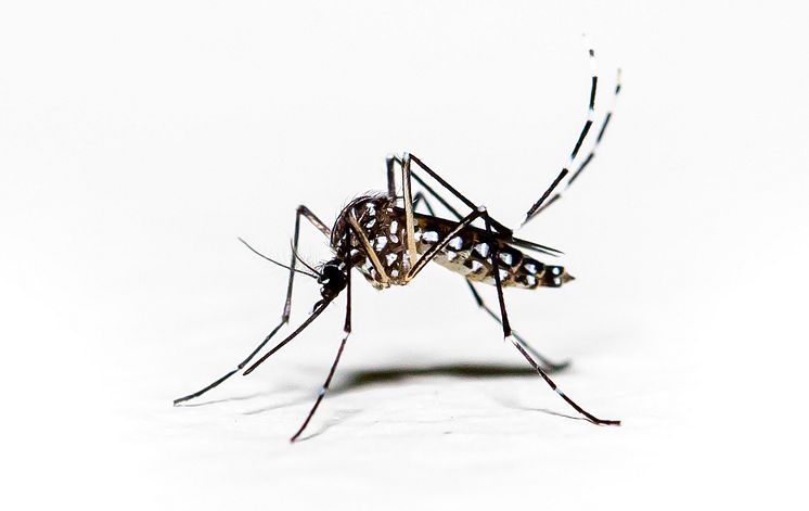 Mygga Aedes pressbild foto Mailson Pignata iStock.jpg