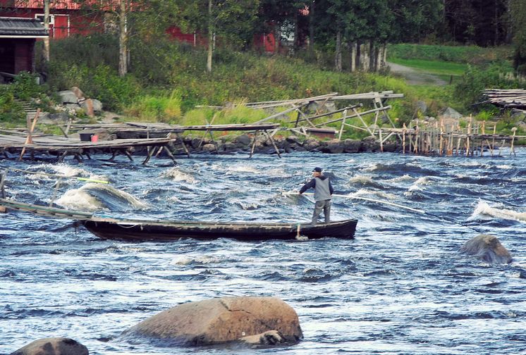 Gemensam strategi för Framtidens Fiske och Vattenbruk