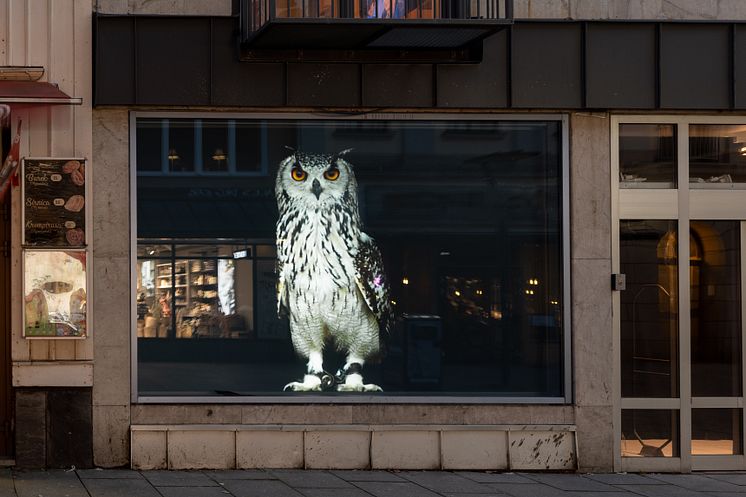 Bertrand Gadenne, The Owl