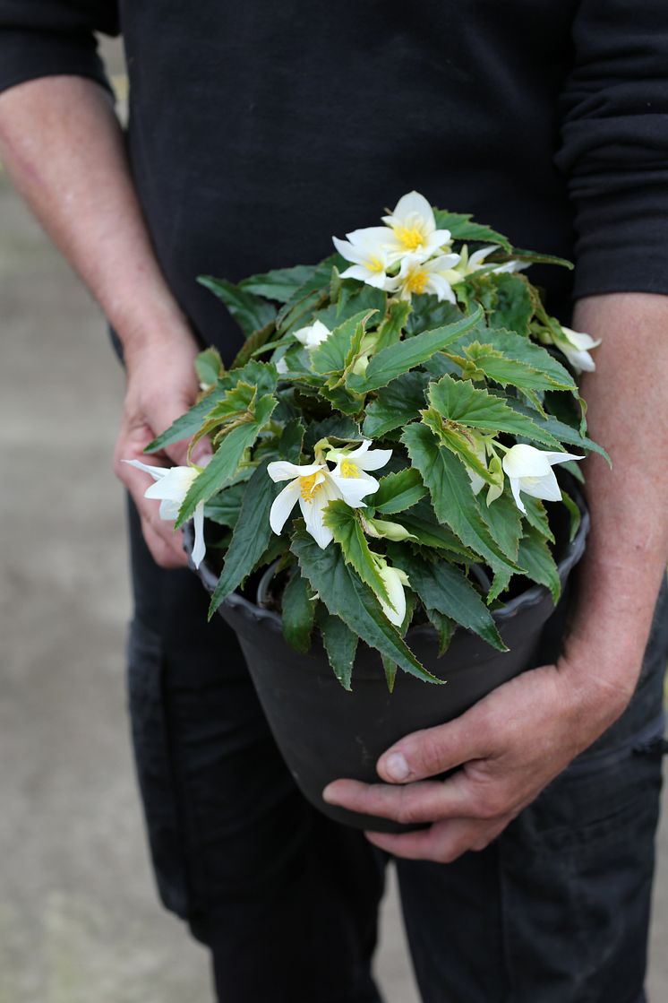 Begonia boliviensis Summerwings Boliviabegonia Foto @annikasnaturligating