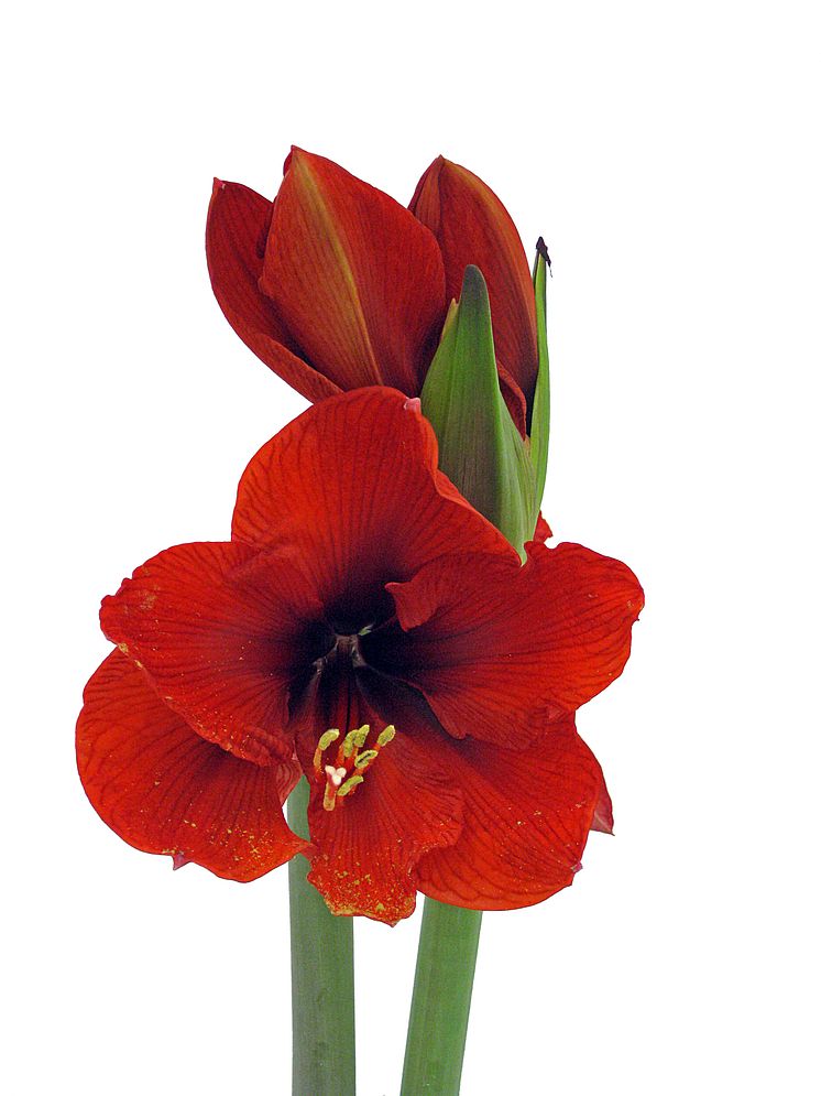 Lucka nr 1 - Amaryllis i en Blomstrande Julkalender