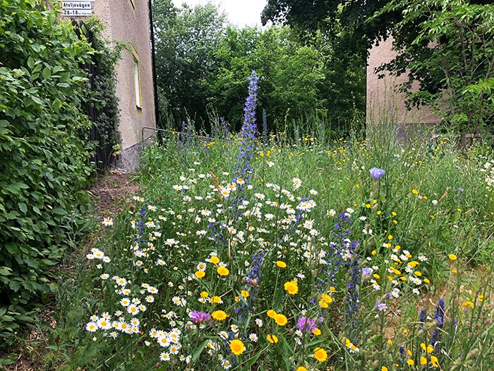 180714 - Ängsådd Ateljegatan järfälla 700