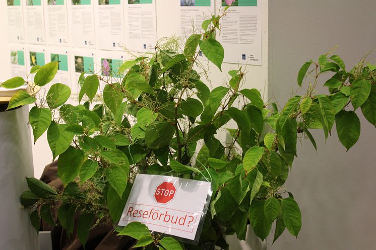 Estate agents in the UK do not want to sell houses with Japanese knotweed on the property. This invasive plant is extremely difficult to eradicate and often causes damage to buildings.