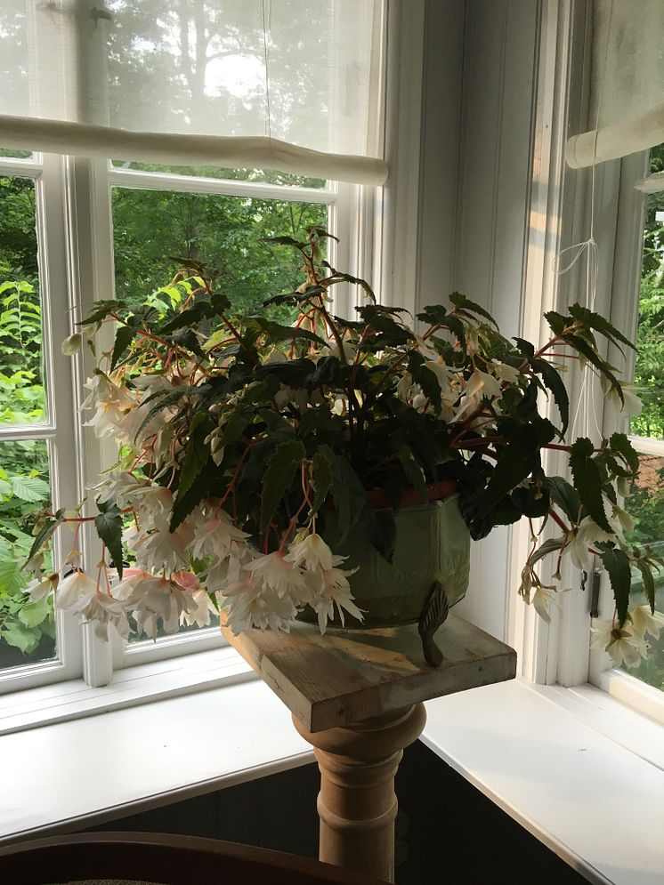 Begonia med stil